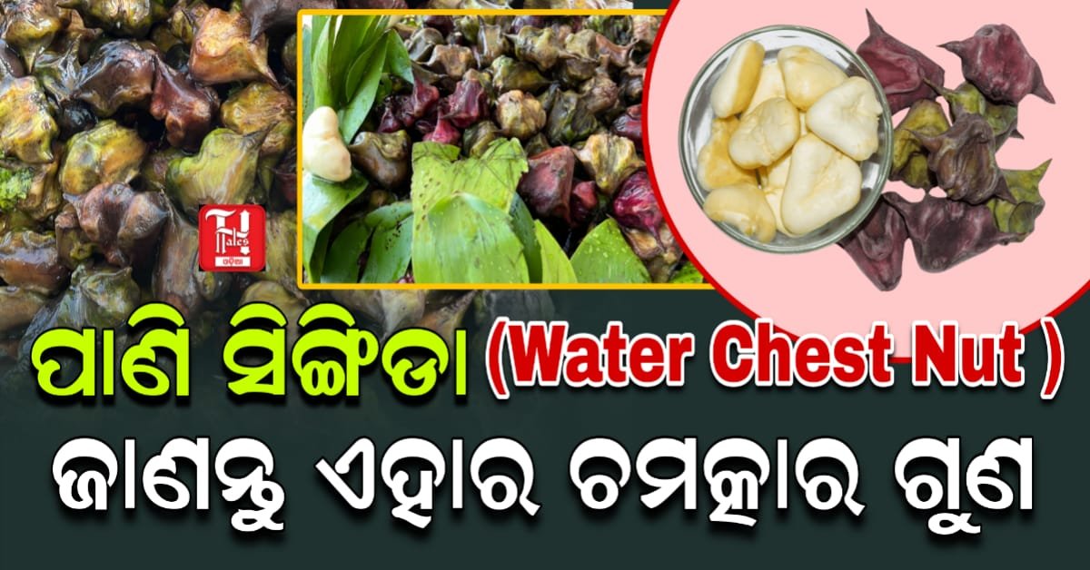 ପାଣି ସିଙ୍ଗିଡା (Water Chest Nut ) ର ଚମତ୍କାରୀ ଗୁଣ