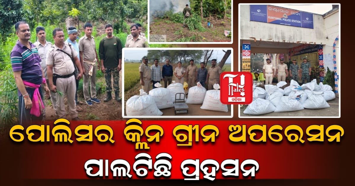 ଗଞ୍ଜେଇ ଚାଷ ର ନେପଥ୍ୟ କିଏ?