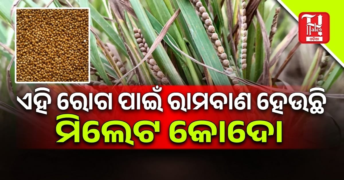 Millet Kodo: ମିଲେଟ କୋଦୋ ଖାଇବା ଦ୍ଵାରା ଶରୀରକୁ କଣ ମିଳିଥାଏ ଫାଇଦା