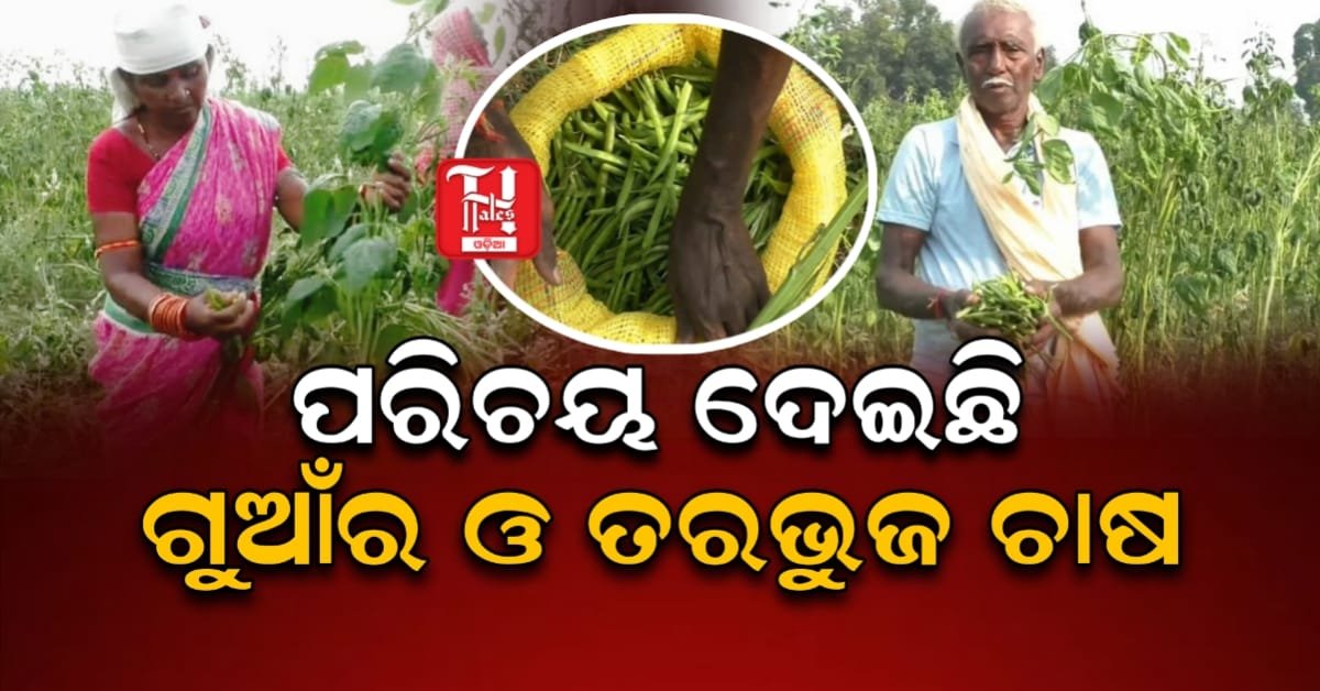 ରାମଗଡ଼ର ଗୁଆଁର ଓ ତରଭୁଜ, ରାଜ୍ୟ ଓ ରାଜ୍ୟ ବାହାରକୁ ହେଊଛି ରପ୍ତାନି