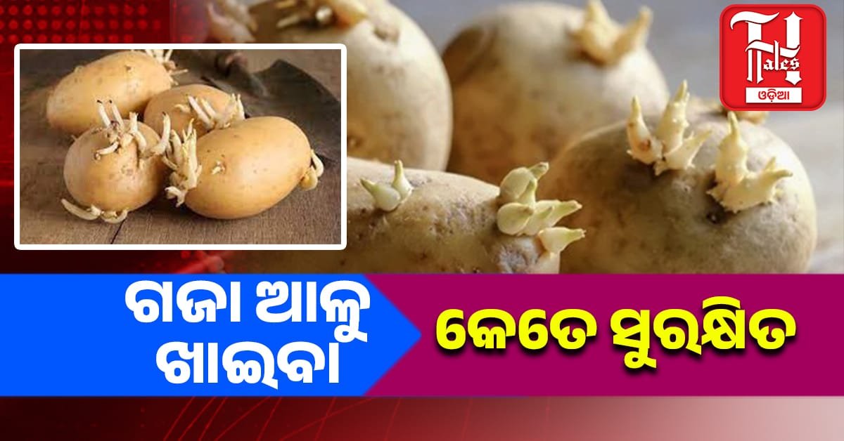 Health Tips: ଗଜା ହୋଇଥିବା ଆଳୁ ଖାଇବା କେତେ ସୁରକ୍ଷିତ?