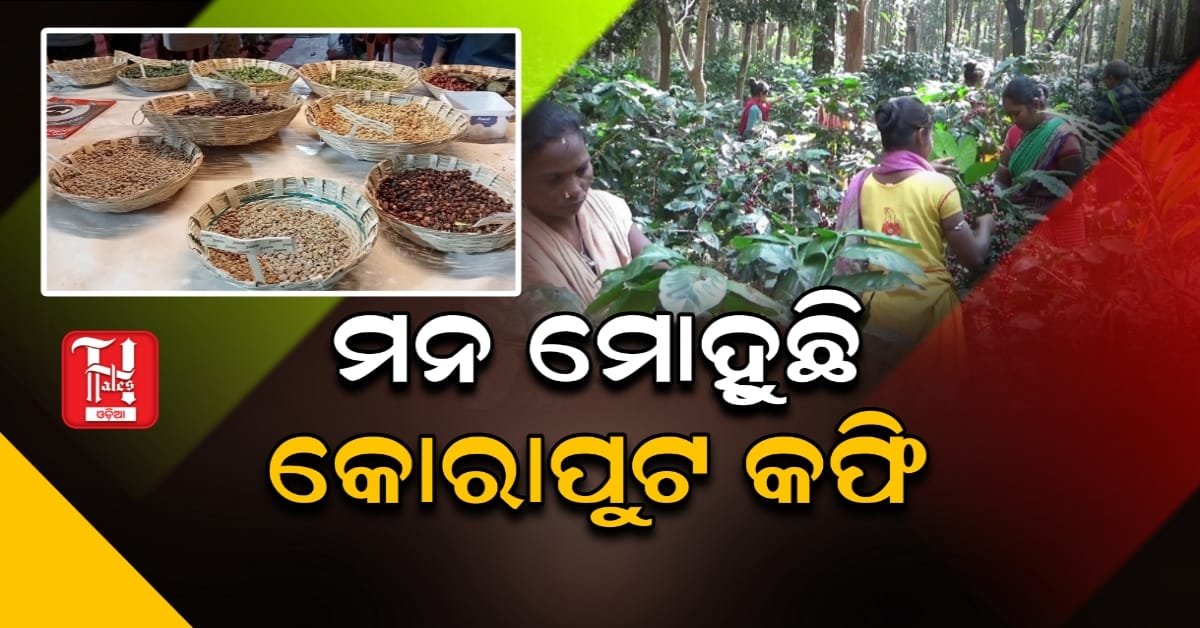 ମନ ମୋହୁଛି କୋରାପୁଟ କଫି, ବଢୁଛି ଚାହିଦା