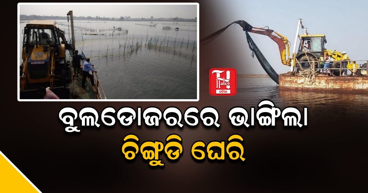 ଚିଲିକାରେ ବେଆଇନ ଚିଙ୍ଗୁଡି ଘେରି ଉଚ୍ଛେଦ ଅଭିଯାନ ଜାରି