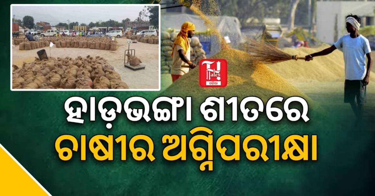 ଧାନ ଖଳାରେ ହାଡ଼ ଭଙ୍ଗା ଶୀତରେ ଜଗିଛି ଚାଷୀ