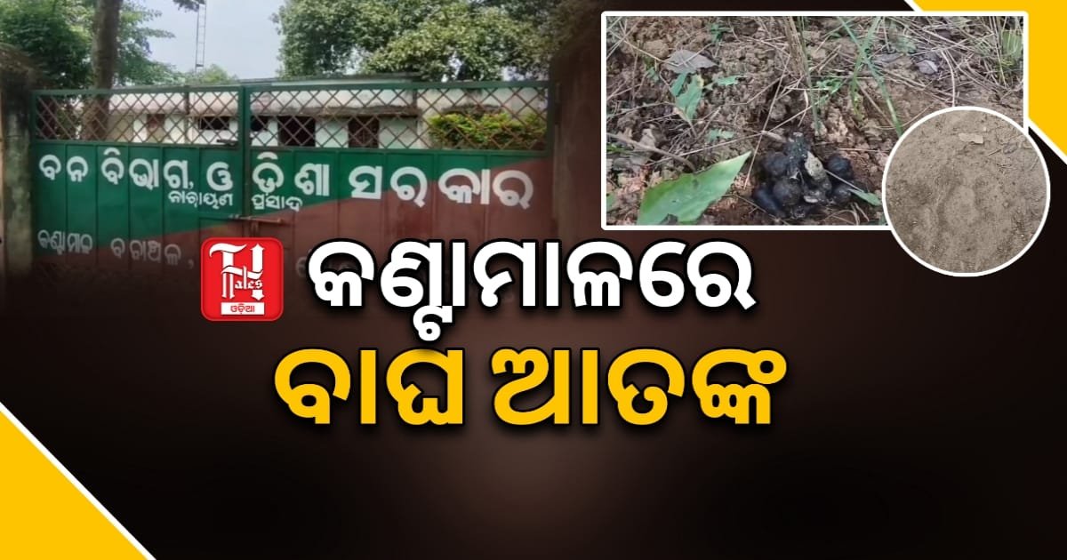 ମୃତ ଗୃହପାଳିତ ପଶୁଙ୍କ ଅବଶେଷ ସହ ବାଘର ପାଦ ଚିହ୍ନ ଏବଂ ମଳ