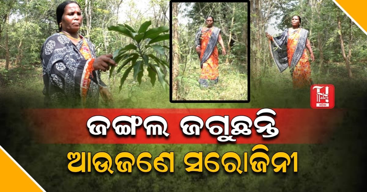 ପଥୁରିଆ ପଡ଼ିଆରେ ଜଙ୍ଗଲ ସୃଷ୍ଟି କରି ଚର୍ଚ୍ଚାରେ ଆଦିବାସୀ ମହିଳା...