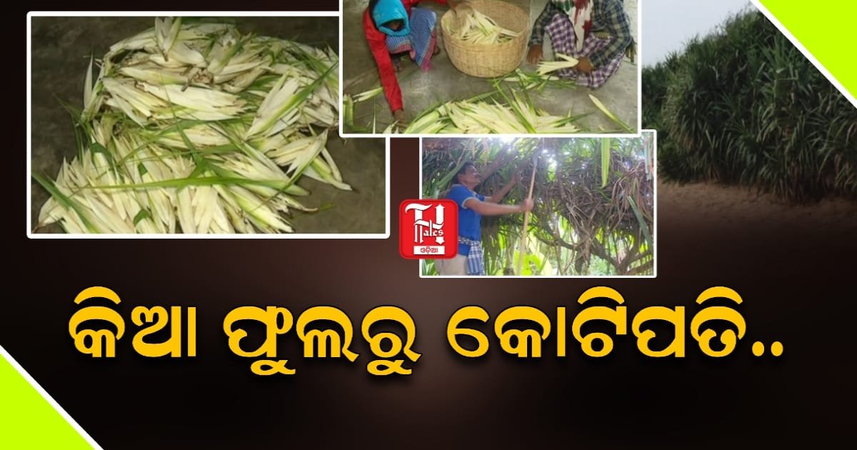 ଗଞ୍ଜାମର କିଆ ଅତର, ଲିଟର ୧୭ ଲକ୍ଷ