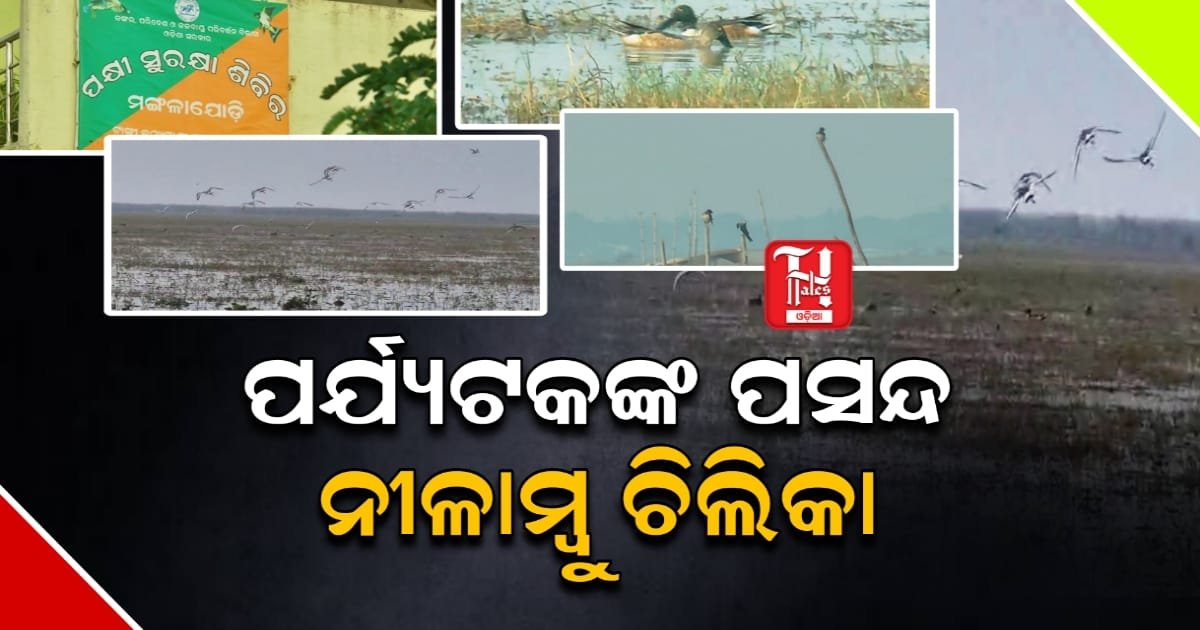 ପର୍ଯ୍ୟଟକଙ୍କ ପସନ୍ଦ ନୀଳାମ୍ବୁ ଚିଲିକା, ଏକାଠି ହେଲେଣି ୨ଶହରୁ ଅଧିକ ପ୍ରଜାତିରୁ ଅଧିକ ବିଦେଶୀ ପକ୍ଷୀ